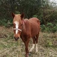 اسب خزری نر