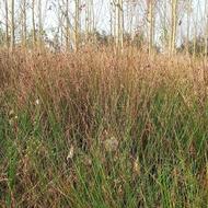 سیب برای بافتن کارهای تزینی و سبد و حصیر