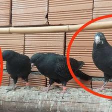 کبوتر گمشده