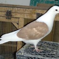 کبوتر فروشی _ تماس با 09920794081