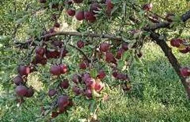 باغ سیب وبادام سمیرم