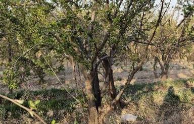 فروش باغچه 4 دیواری