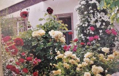 باغچه فروشی