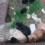 فروش توله خرگوش لپ اصل