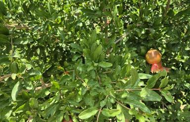 587 متری واقع در قلعه بلند پیشوا