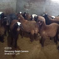 فروش چند راس بره