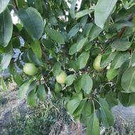 باغ ویلا هزار متری120 متر زیربنا