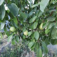 باغ ویلا هزار متری120 متر زیربنا