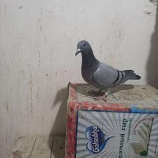 فروش کبوتر سالم و مسافتی