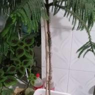 کاج طبقاتی سرزنده و عالی