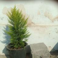 لاوسون نایلکسی