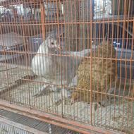 فروش دو خروس و 4 مرغ یکجا