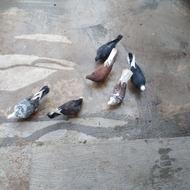 کبوتر سالم پروازی