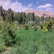 خریدار وانت با ماهی 25 الی 30 میلیون