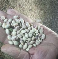 فروش لوبیا چیتی