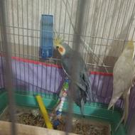 3 تاعروس هلندی با قفس 2400