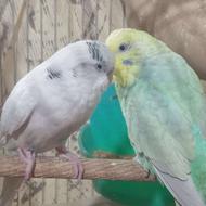 جفت مرغ عشق سالم