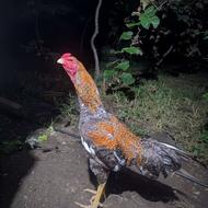 تعدادی جوجه 5 ماهه و تعدادی جوجه