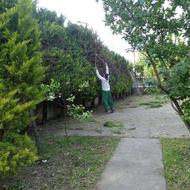 وعلف تراشی هرس برش چوب