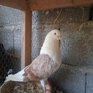 کبوتر دوکت نر