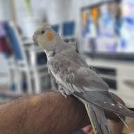 عروس هلندی سالم دستی