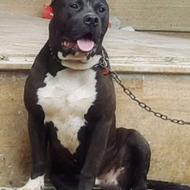 واگذاری توله پیتپول