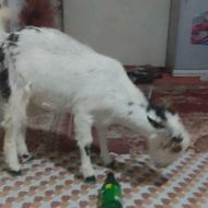 گوسفند ماده اصلی ذات دار