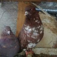 جفت قرمز پرشی