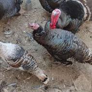 بقلمو نروماده