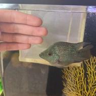 ماهی آکواریوم فلاور باکس و هلزون