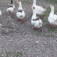 غاز محلی چاق