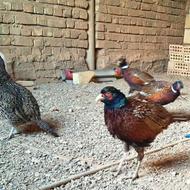 فروش قرقاول نرپاکستانی