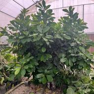 کارگر گلخانه گل‌های آپارتمانی