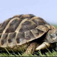 لاکپشت بازیگوش