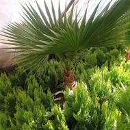 باغبانی درخت کاری سمپاشی هرس کاری گیاهشناسی طراحی فضای سبز