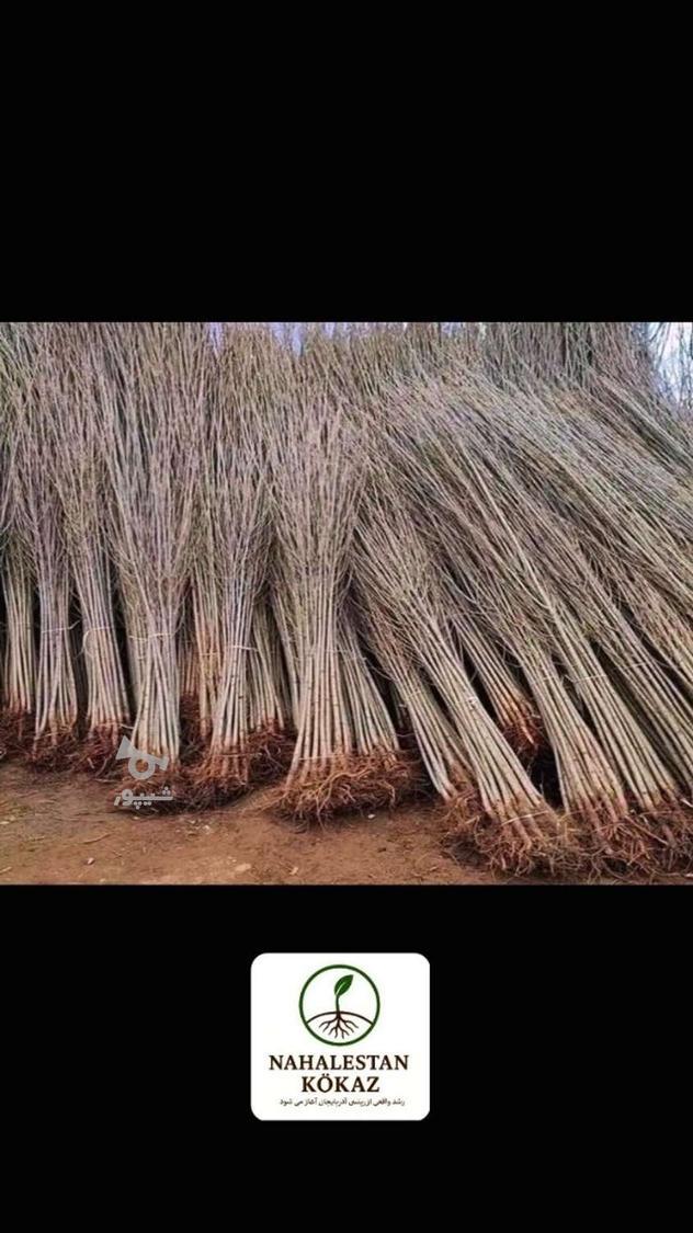 صنوبر نیگرا اصلاح شده و زودرس