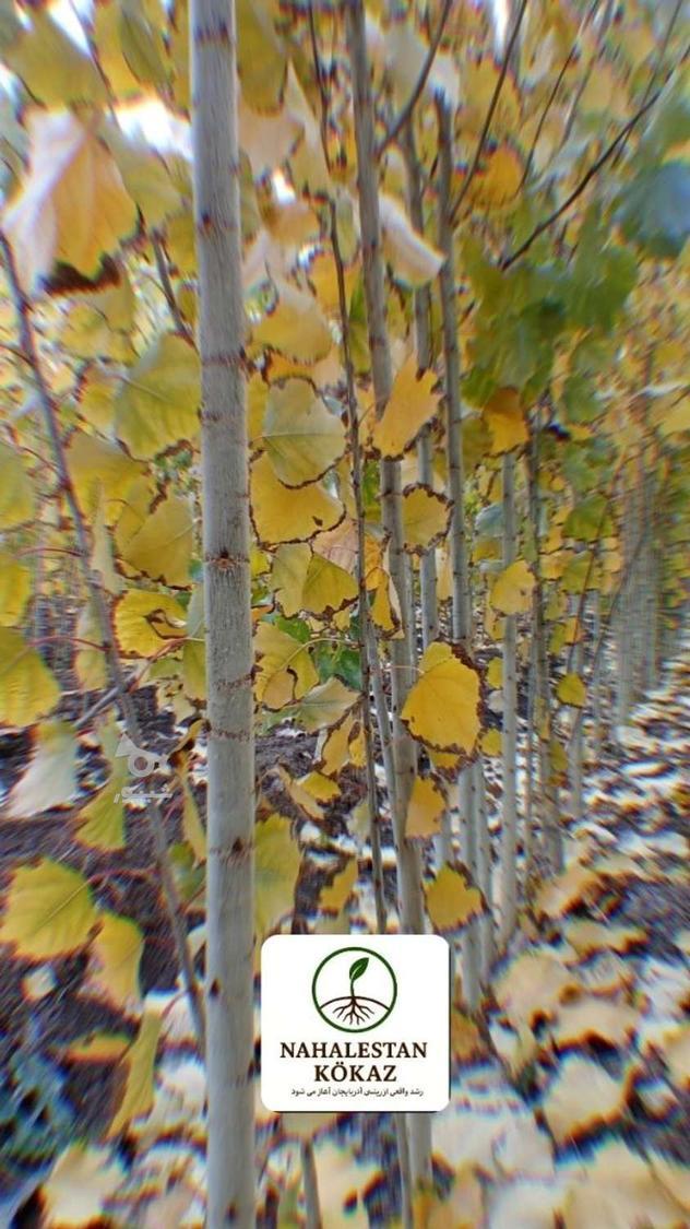 صنوبر نیگرا اصلاح شده و زودرس