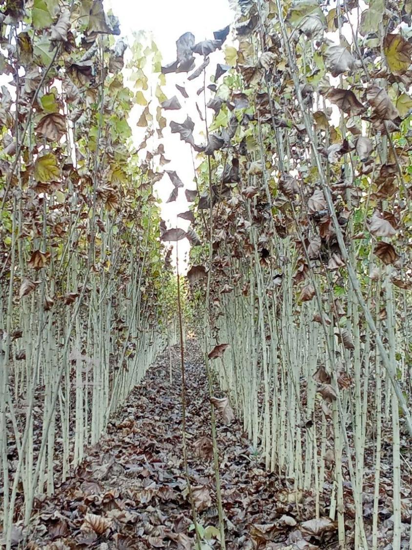 صنوبر نیگرا اصلاح شده و زودرس