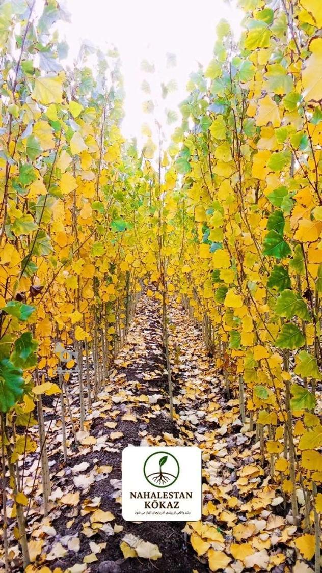 صنوبر نیگرا اصلاح شده و زودرس