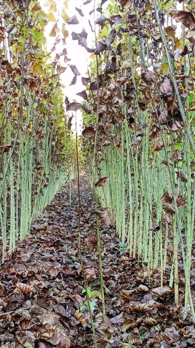 صنوبر نیگرا اصلاح شده و زودرس