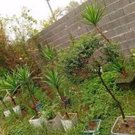 گل مورت کاج یوگا تنه داروکل های قیمتی سیکاس ووو