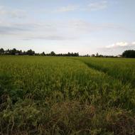 فروش 2000 ljv زمین فوری