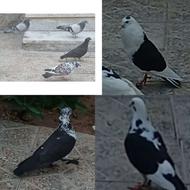 کبوتر کبوتر