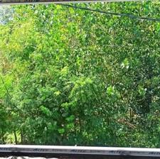 زمین باغی مناسب باغ کیوی بر آسفالت