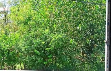 زمین باغی مناسب باغ کیوی بر آسفالت