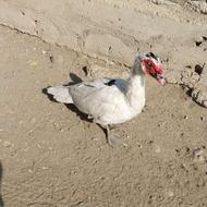 اردک نر شوروی