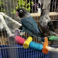 طوطی برزیلی با قفس