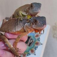 ایگوانا، خزنده