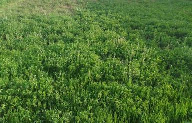 زمین مخصوص ساخت باغ و باغچه و ویلا