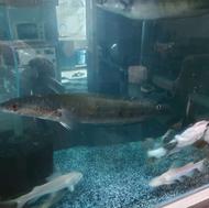 ماهی آکواریومی و مانستر